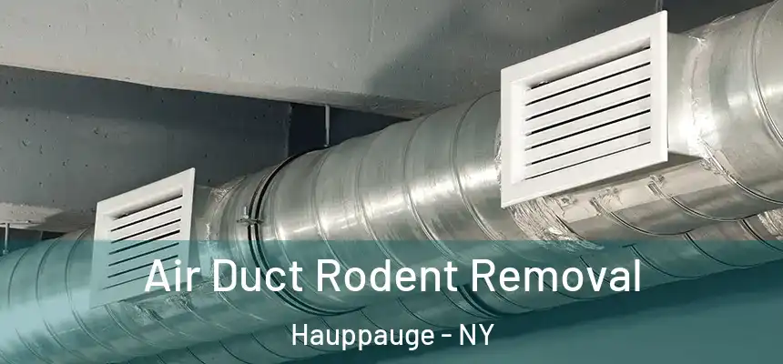 Air Duct Rodent Removal Hauppauge - NY